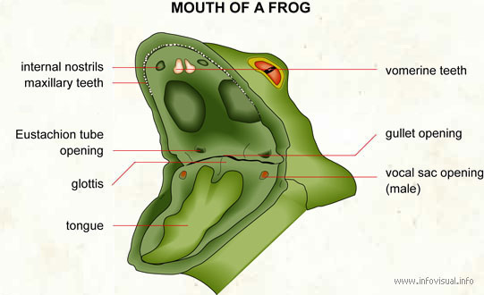 Mouth of a frog  (Visual Dictionary)